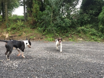 Llanelli dog kennels