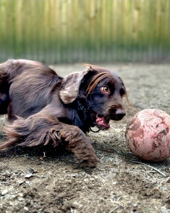 Dog playing with football