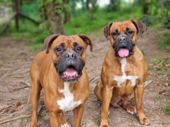 Happy Dogs