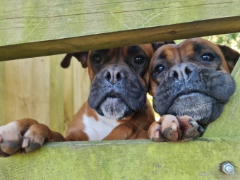 Hide and Seek for dogs