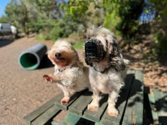 Outdoor happy dogs