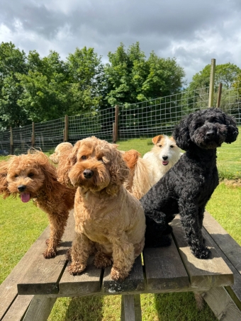Taking a break from running around @ Luxury Dog Lodge Kennels