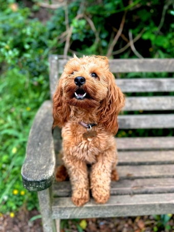 Happy dog outdoors, safe and secure area