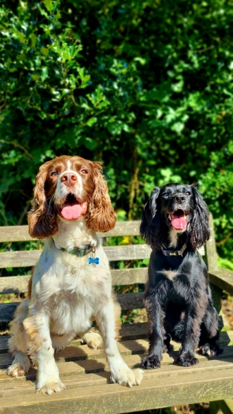 Happy dog outdoors, safe and secure area
