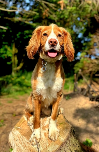 Happy dog outdoors, safe and secure area