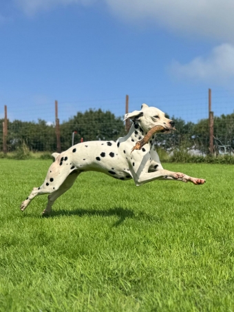 Happy dog outdoors, safe and secure area