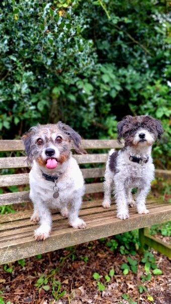 Happy Dogs @ Luxury Dog Lodge