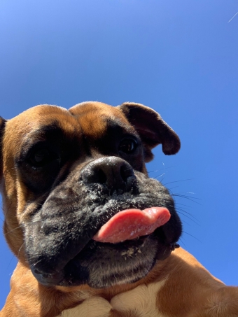 Cheeky Dog