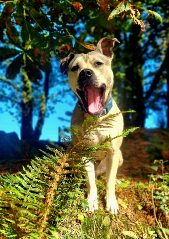 Happy Dogs @ Luxury Dog Lodge