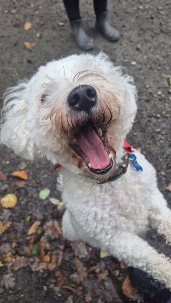 Happy Dog