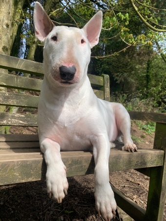 Beautiful Dog
