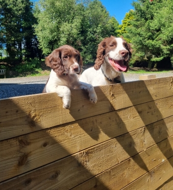 Hide and Seek for dogs