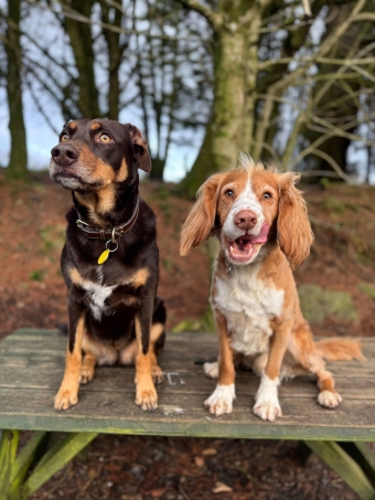 The Luxury Dog Lodge