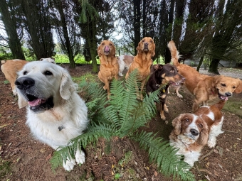 Meet the gang