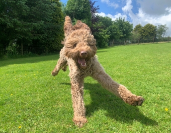 Happy Dog