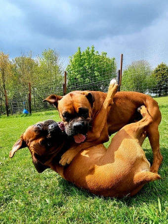 Happy Dogs