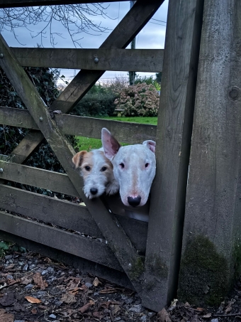 Doggs - He's my BFF